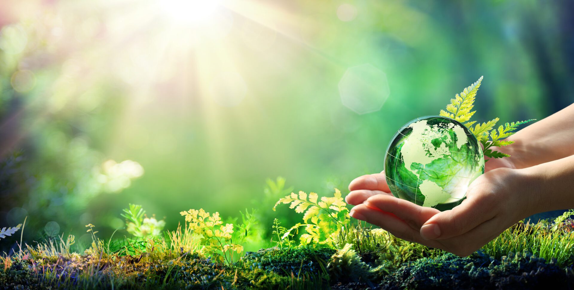 Hands Holding Globe Glass In Green Forest