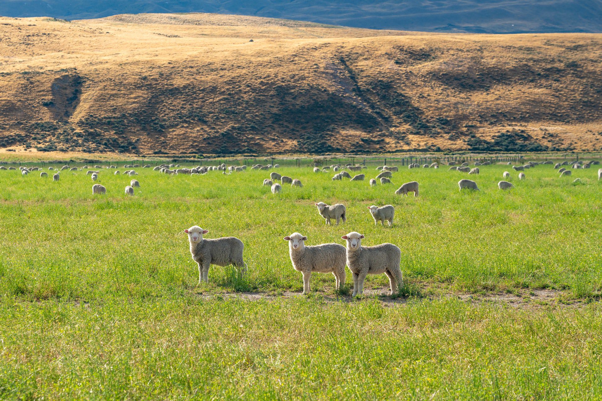 Goats in outdoor